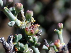 Tetraena chrysopteros