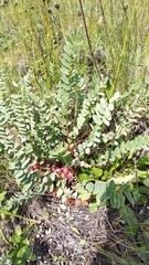 Astragalus wolgensis