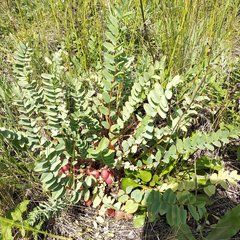 Astragalus wolgensis