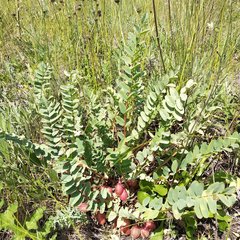 Astragalus wolgensis