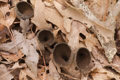 Urnula