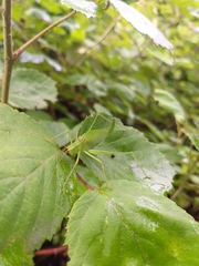 Leptophyes laticauda