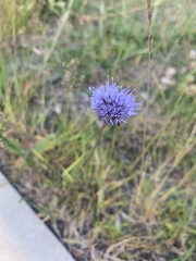 Jasione montana