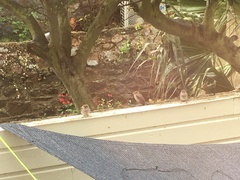 Passer domesticus