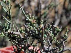 Tetraena chrysopteros