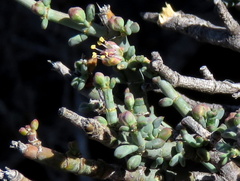Tetraena chrysopteros