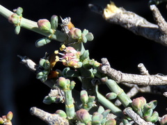 Tetraena chrysopteros