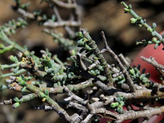 Tetraena chrysopteros