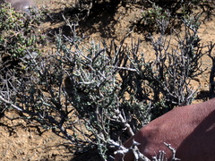 Tetraena chrysopteros
