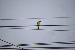 Tyrannus melancholicus