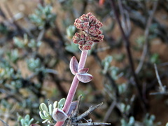 Crassula subaphylla subaphylla