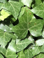 Colletotrichum trichellum