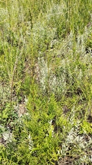 Artemisia latifolia