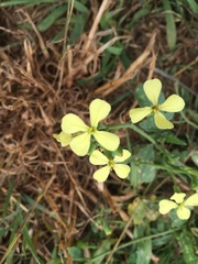 Raphanus raphanistrum raphanistrum