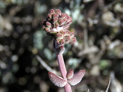 Crassula subaphylla subaphylla
