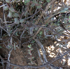 Crassula subaphylla subaphylla