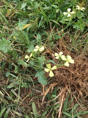 Raphanus raphanistrum raphanistrum