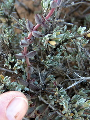 Crassula subaphylla subaphylla