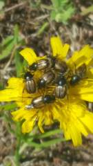 Chasmatopterus
