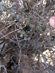Crassula subaphylla subaphylla