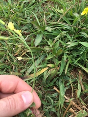 Raphanus raphanistrum raphanistrum