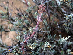 Crassula subaphylla subaphylla
