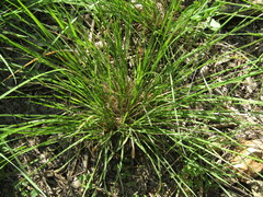 Nassella leucotricha