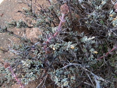 Crassula subaphylla subaphylla