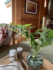 Polygonatum biflorum biflorum