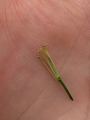 Raphanus raphanistrum raphanistrum