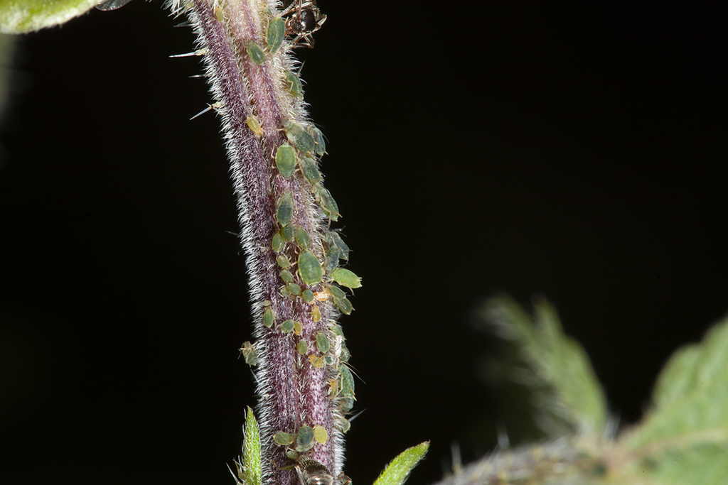 dark green nettle aphid