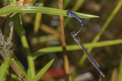 Enallagma recurvatum