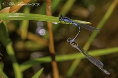 Enallagma recurvatum