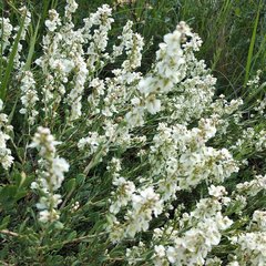 Atraphaxis frutescens