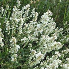 Atraphaxis frutescens