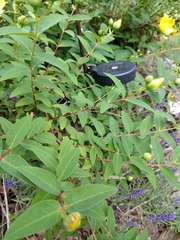 Magnoliopsida