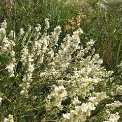 Atraphaxis frutescens