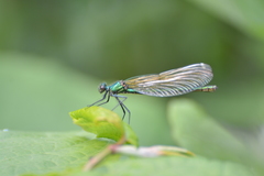 Calopteryx