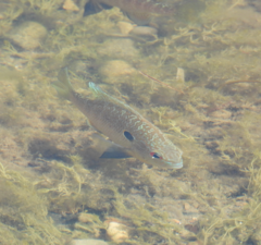Lepomis peltastes