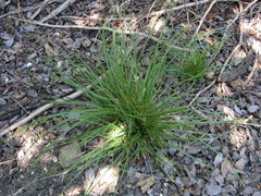 Carex planostachys