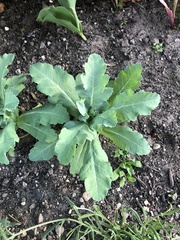 Papaver somniferum