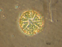 Asteromphalus heptactis