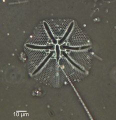 Asteromphalus heptactis