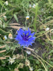Centaurea cyanus