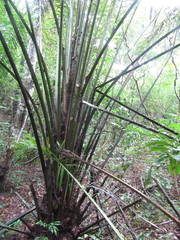 Elaeis guineensis