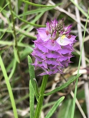 Polygala cruciata