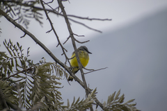 Tyrannus melancholicus