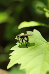 Laphria posticata