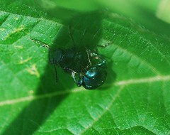 Colasposoma dauricum