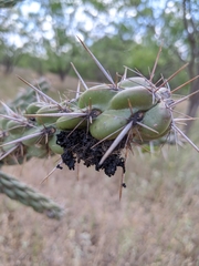 Dactylopius tomentosus